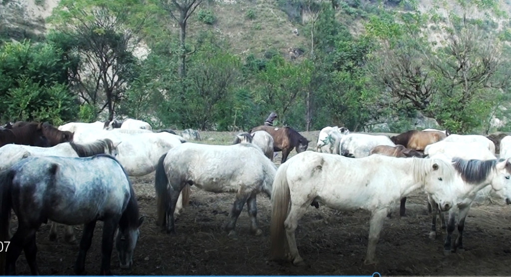 प्रम्पराको जर्गेनाको लागि घोडाव्यापार गरिदै , हेर्नुहाेस पुरा समाचार