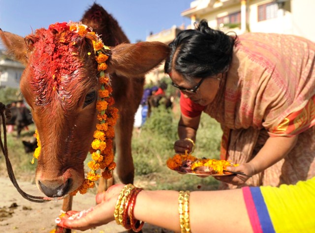 आजतिहारको चौथो दिन गाई,गोरु,गोवद्र्धन पुजा