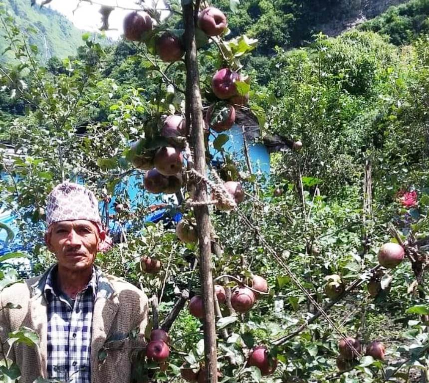 अपिहिमालमा फले ईटालियन र गोल्डेन डेलिसियस जातका स्याउ, अब चिन्ता बजारको