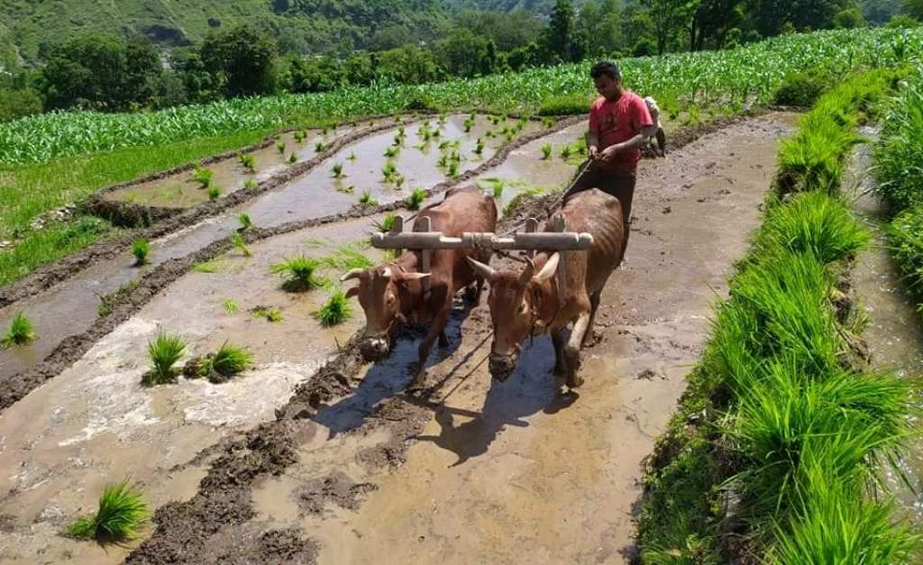 दार्चुलामा ५० प्रतिशत रोपाइँ सम्पन्न