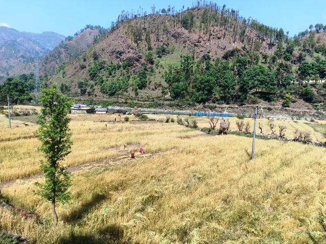 दार्चुलामा नयाँ वर्षको रोनकतासँगै बाली भित्र्याउने काम शुरु