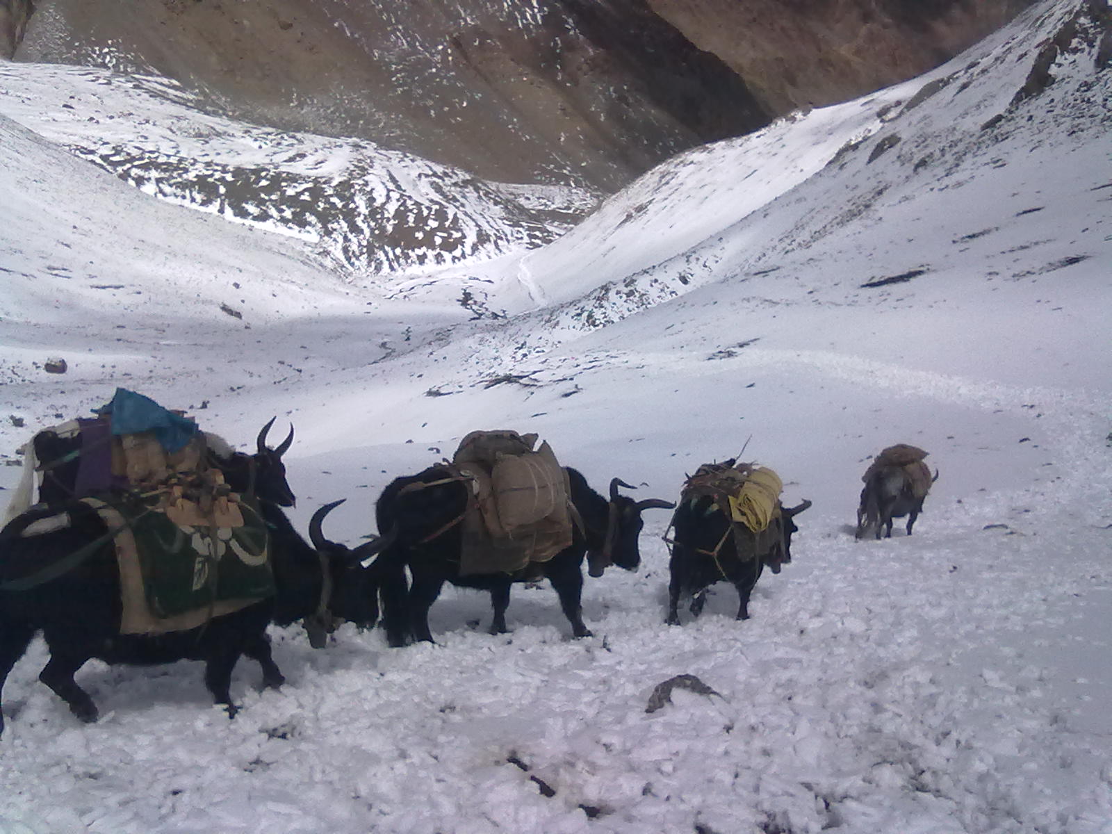 स्थानीयहरु लागे लेक तिर,, अरुबेलाको भन्दा आजभोलि व्यार फस्टाएको व्यापारीको भनाई ।।