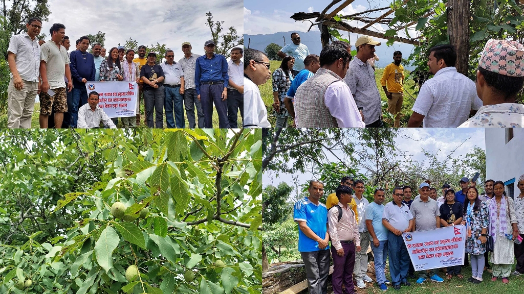 दार्चुलामा अहिले सम्म ६ हजार ओखरका विरुवा वितरण