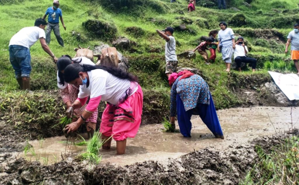 १७ औं धान दिवस दार्चुलामा पनि मनाइयो