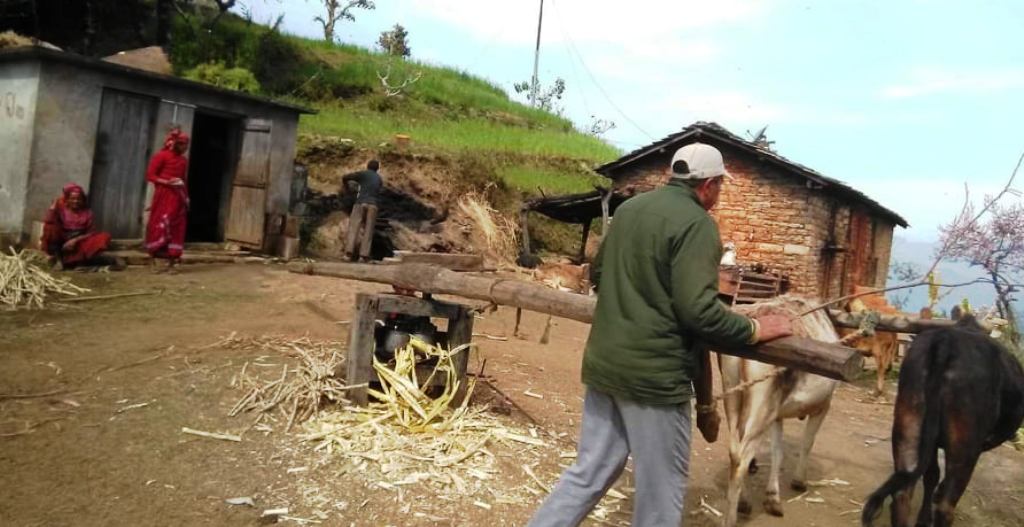 उखु व्यवसायप्रति आर्कषण घट्दो , उत्पादन कम माग बढी