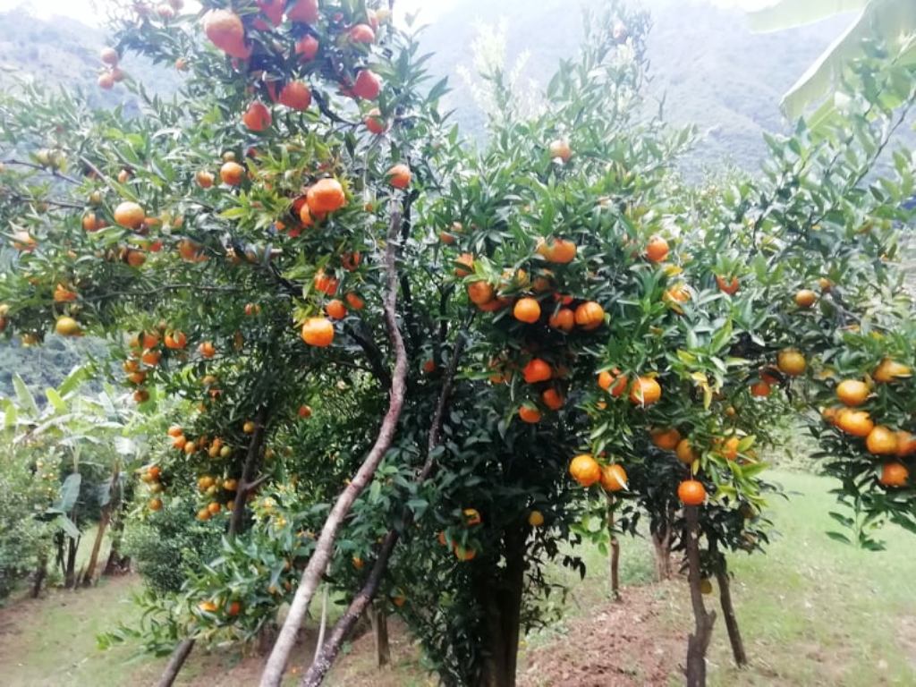 दार्चुलामा सुन्तला उत्पादन बढ्दो ।।