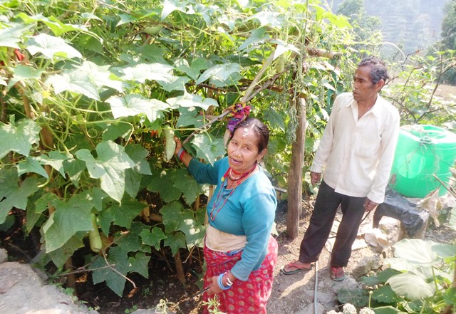 किसान तरकारी खेतीतर्फ आकर्षित 