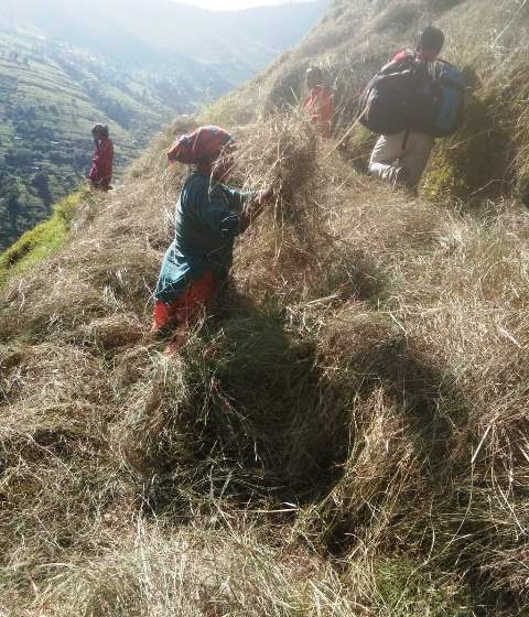 दार्चुला सहित सुदूरपश्मिका पहाडी क्षेत्रमा खर काटने चटारो 