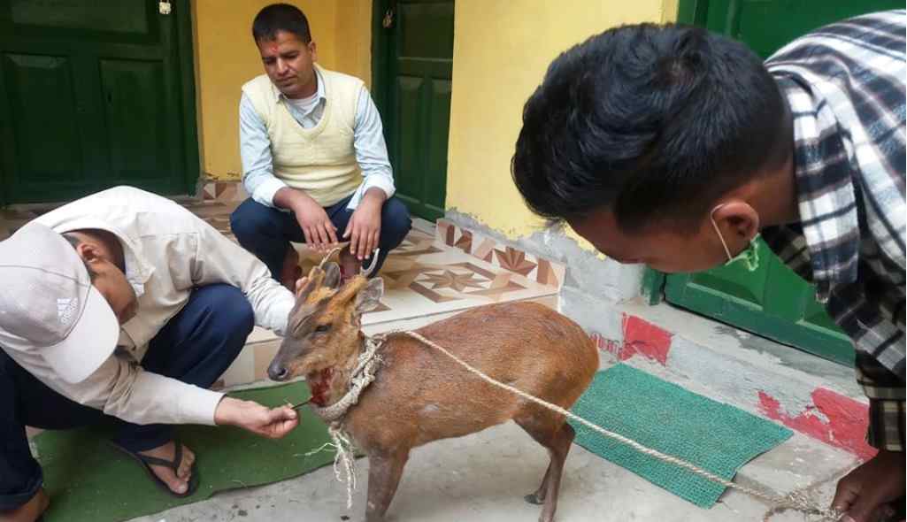 घाइते रतुवाको उद्धार