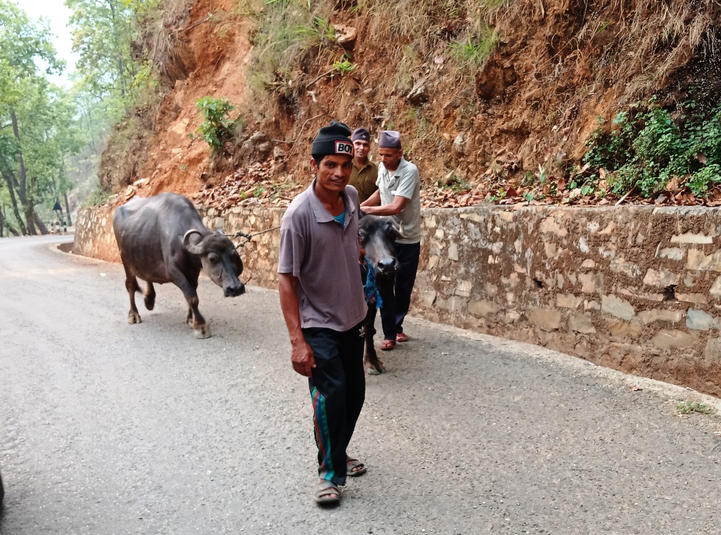 रोकिएन भैसी निर्यात, दुध उत्पादनमा कमी 