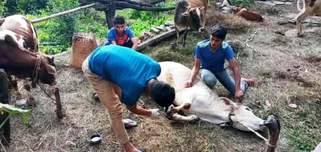 दार्चुलाका ४८ हजार पशुपन्छीलाई खोप लगाइयो